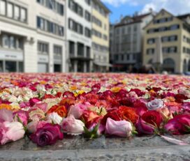 Discovering the Beauty of Spring Blossoms in Zurich and Surroundings